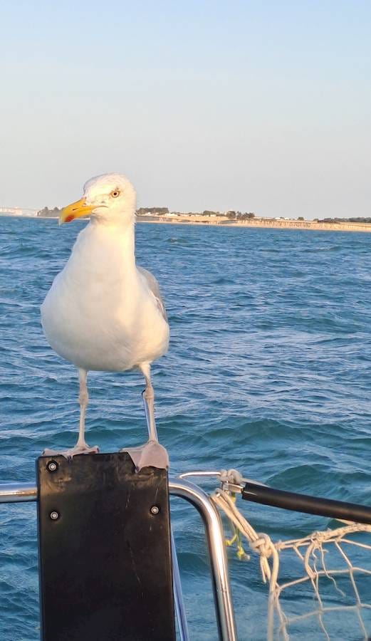 Mouette red