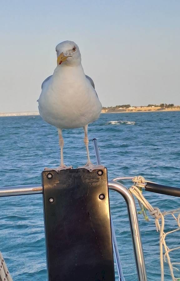 Mouette2 red