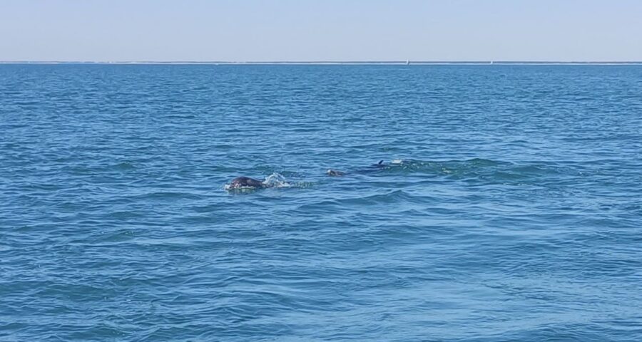 Dauphin3